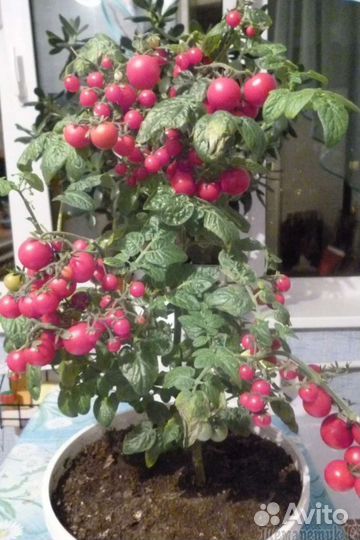 Рассада комнатных томатов