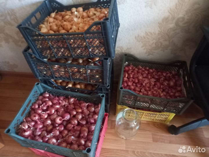 Лук семейный