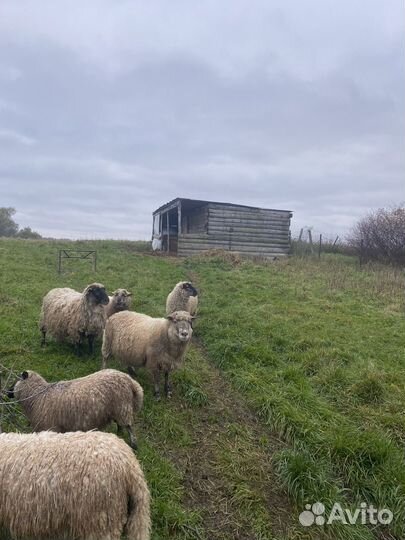 Овцы бараны