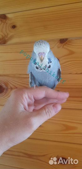 Птенцы Выставочные волнистые попугаи