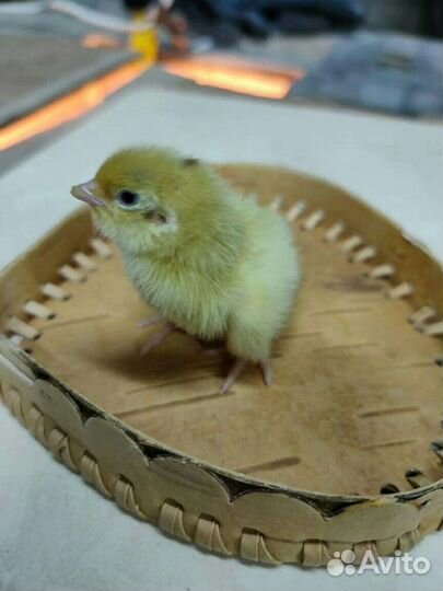 Инкубационное яйцо Перепела Техасы