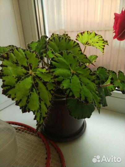 Комнатные цветы бегония