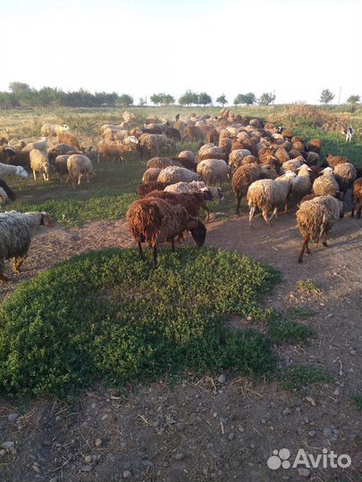 Бараны козы