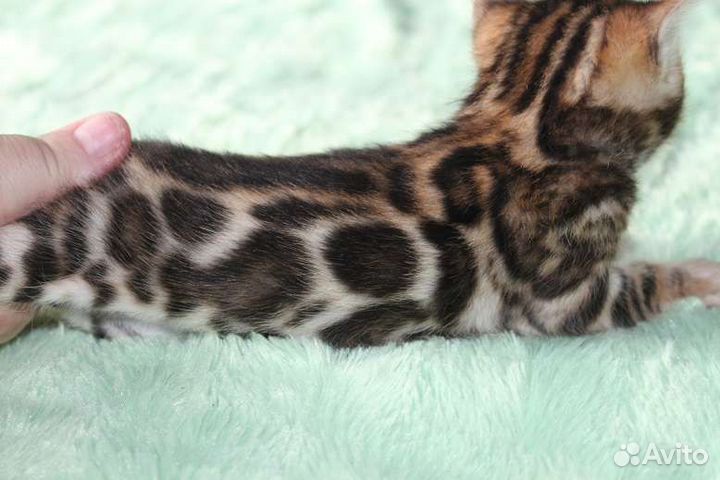 Бенгальская