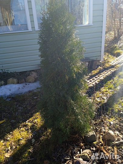 Туя смарагд 160см