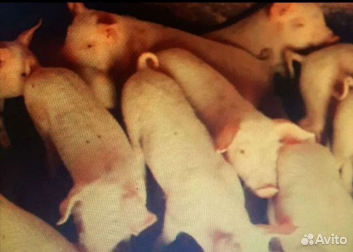 Поросята
