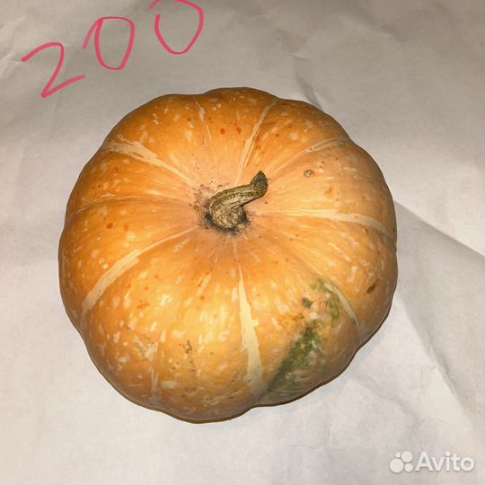 Тыквы дачные