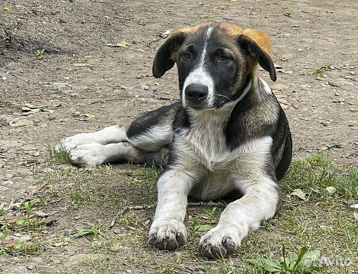 Крупный щенок-подросток Хати в хорошие руки