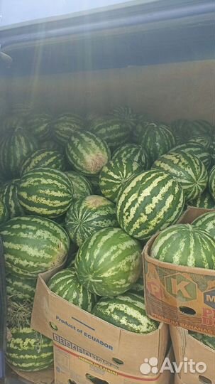 Арбуз оптом, оптом арбуз