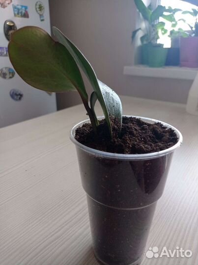 Пеперомия туполистная