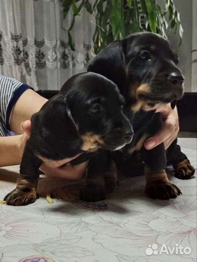 Щенки таксы