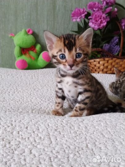 Бенгальские малыши