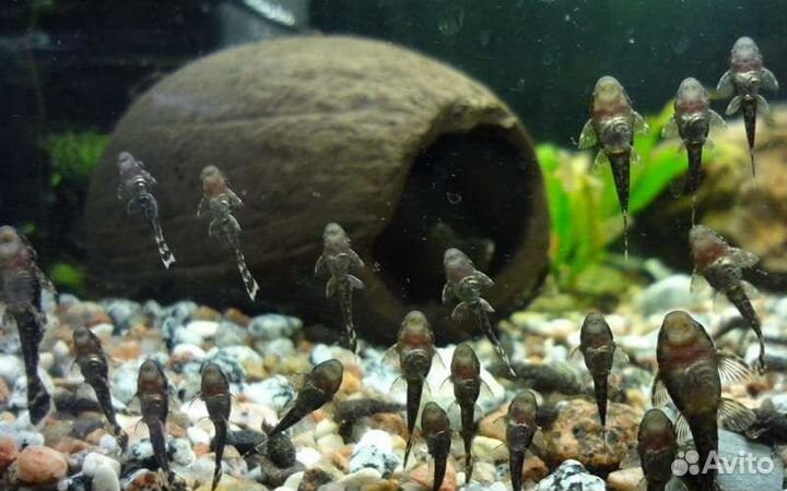 Анциструс сомы