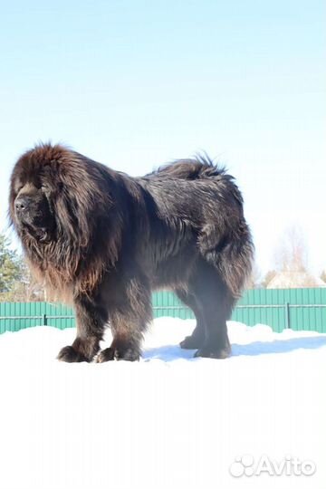 Тибетский мастиф