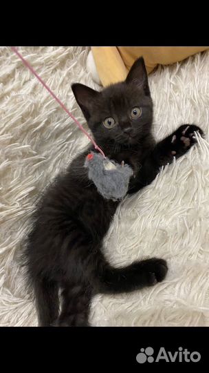 Котята