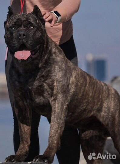 Кобель вязка кане корсо