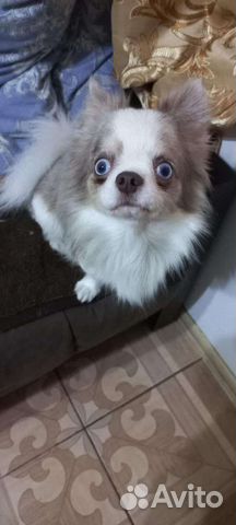 Собака вязка. Кобель