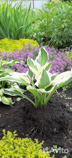 Продам хосты