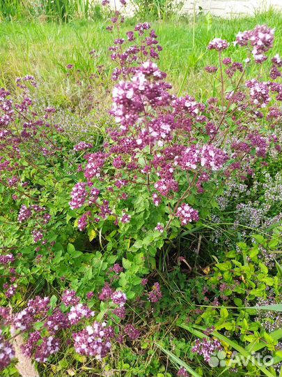 Тимьян ползучий (чабрец), душица, мелисса