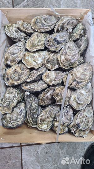 Живые устрицы
