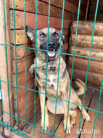 Ласковая собака в добрые руки