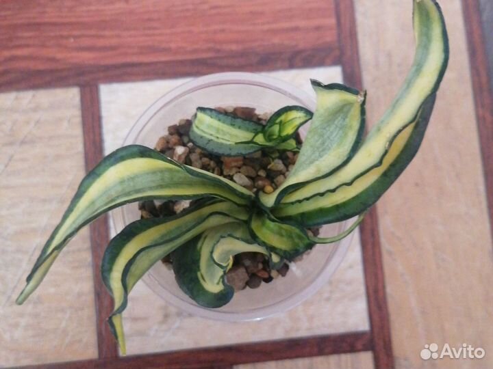 Венди сансевиерия