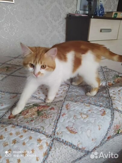 Отдам бесплатно котика