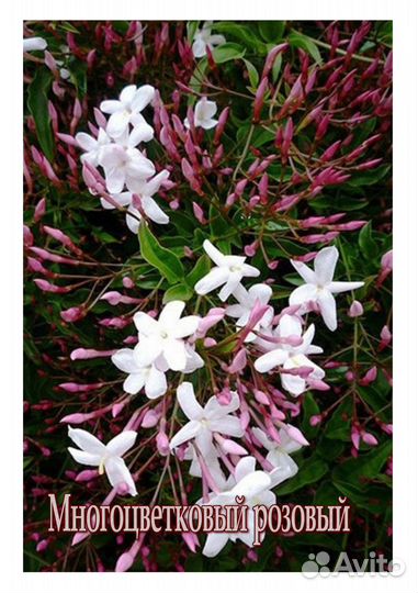 Жасмин, карисса, Гибискус