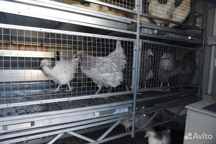 Курятник для кур-несушек трёхъярусный