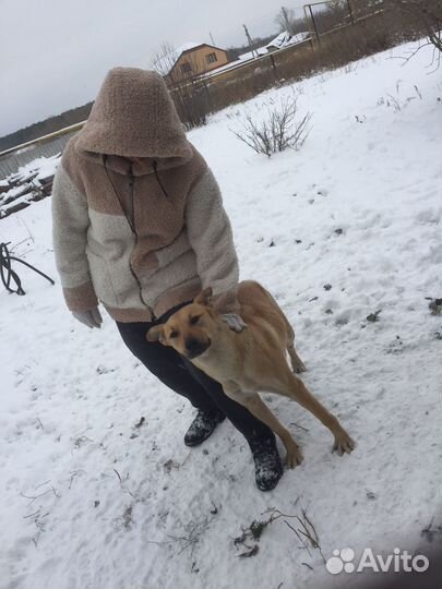 Собака в добрые руки