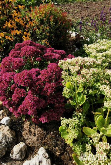 Многолетники, очиток