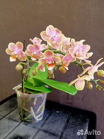 Орхидея мультифлора цветущая