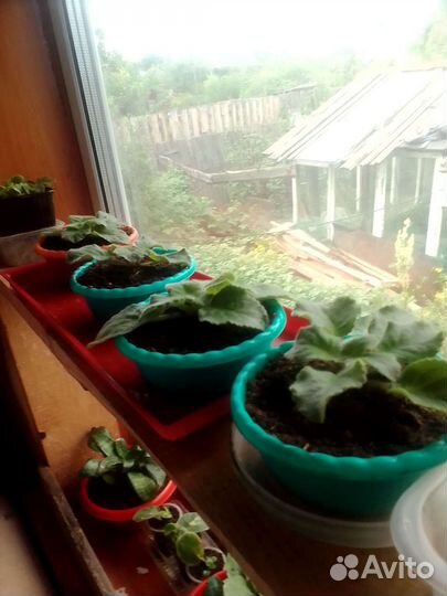 Сансевиерия голден ханни