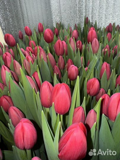 Тюльпаны к 8 марта