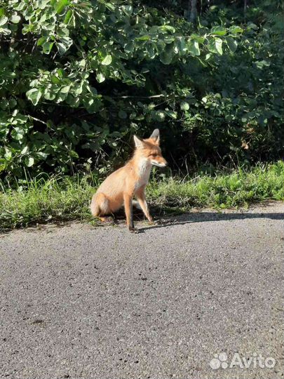 Куршская коса. Индивидуальные экскурсии