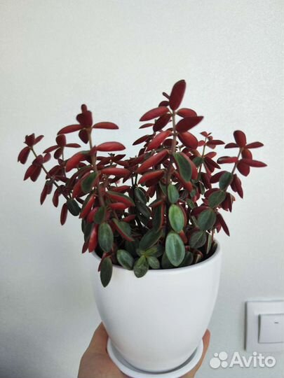 Пеперомия Рубелла (Peperomia Rubella)