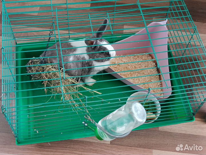 Декоративный кролик