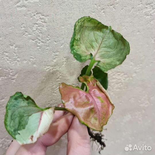 Сингониум клубничный лед