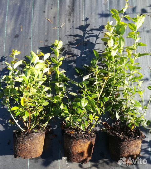 Саженцы голубики