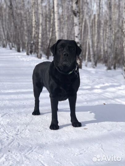 Лабрадор для вязки