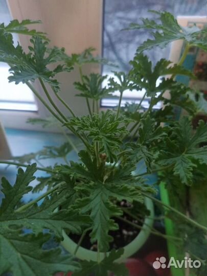 Пеларгония герань