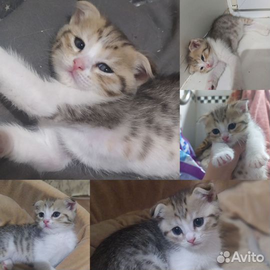 Шотландские котята