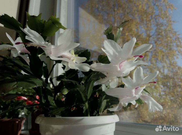 Шлюмбергера