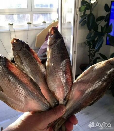 Вобла астраханская (вяленая рыба)