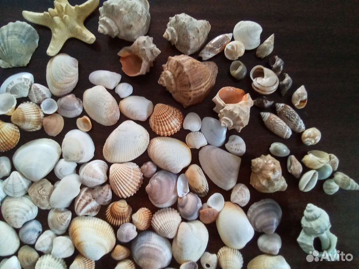 Ракушки для аквариума и декора