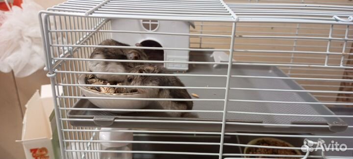 Джунгарские хомяки