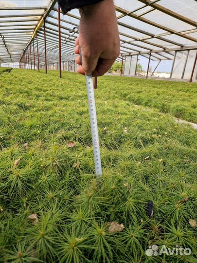 Саженцы ели европейской зкс от производителя