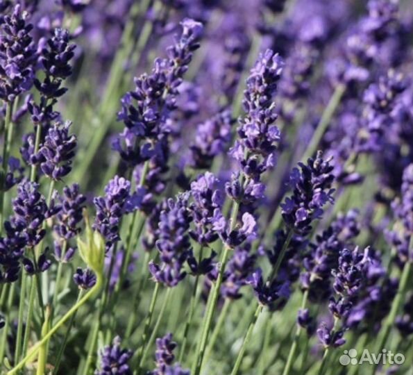 Лаванда узколистная
