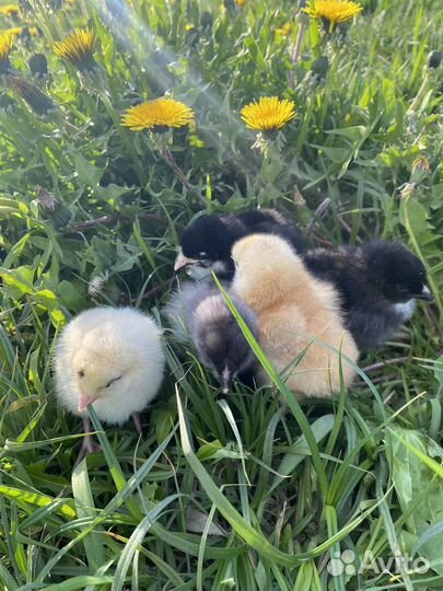 Цыплята бройлеры кобб 500