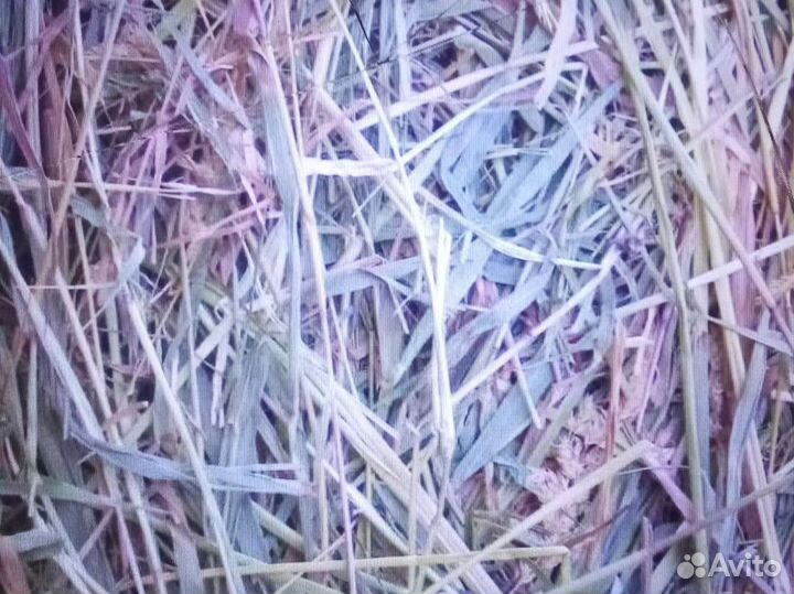 Сено суданки